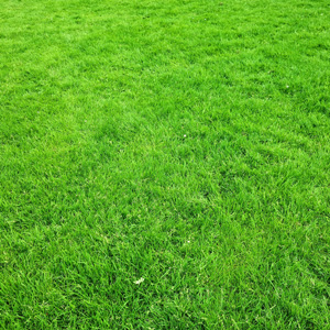 Lawncare-programs