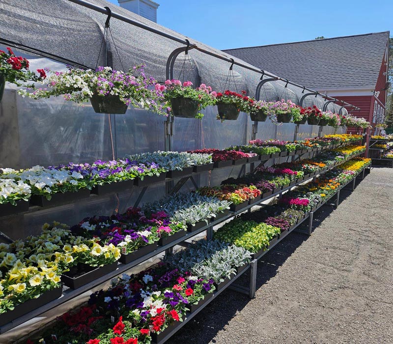 flowers for sale