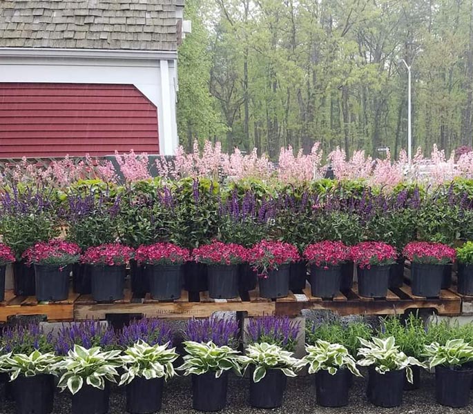 plants
